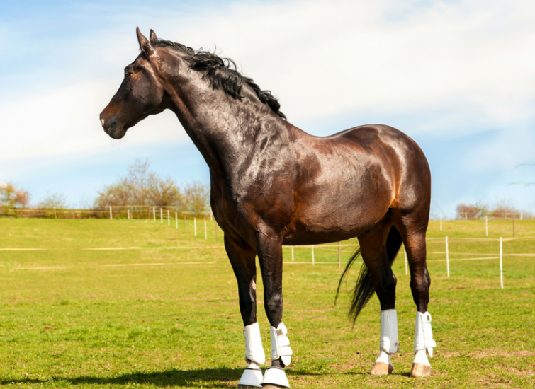 rice-bran-for-horses-rice-bran-feed-stabilized-rice-bran-for-horses